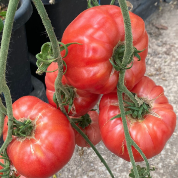 New for 2026 — Chicago Tomato Man